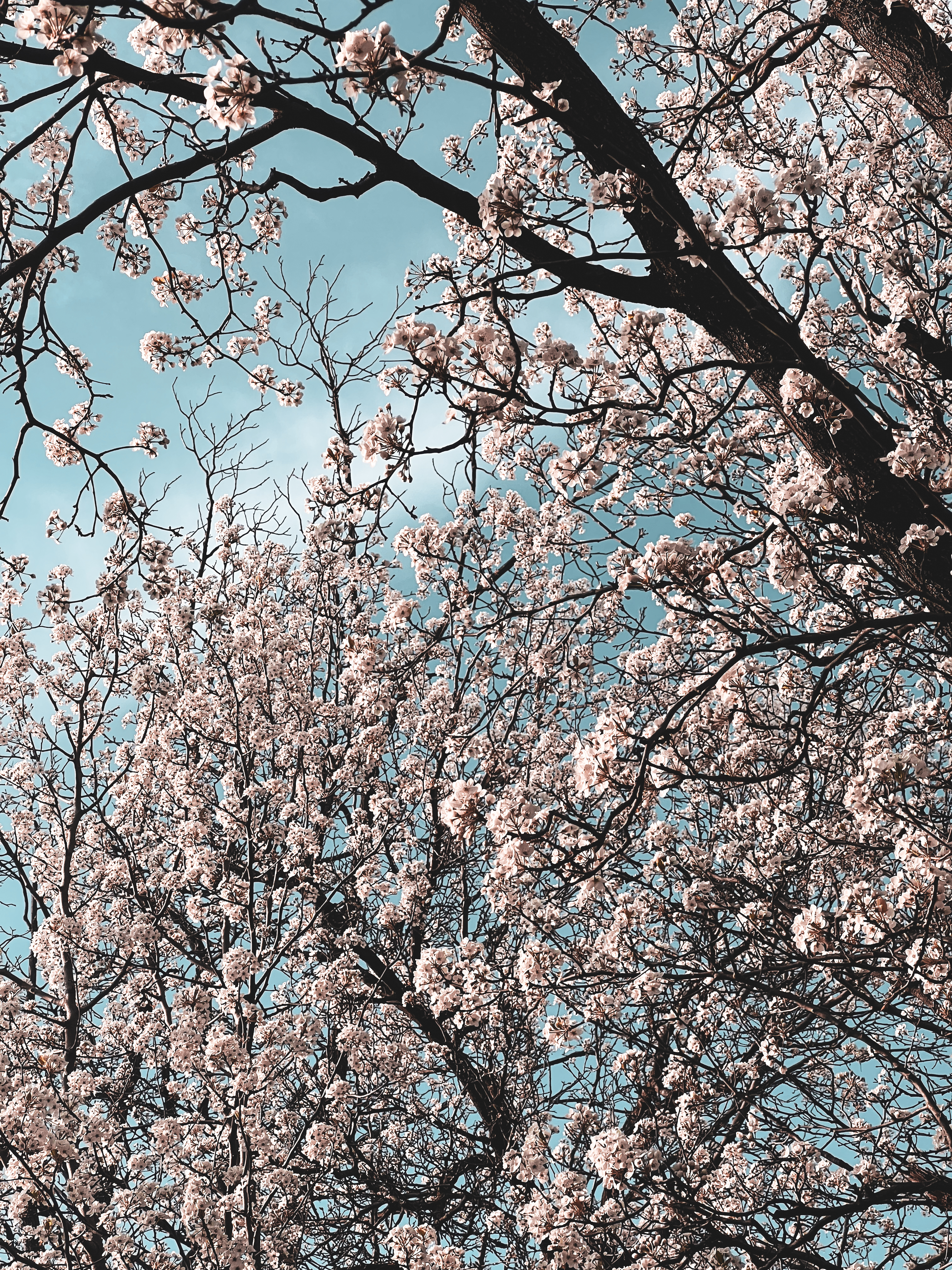 Commercial photography by Dylan Stanley in Columbus, Ohio. A dense canopy of blooming cherry blossom trees fills the frame, viewed from below against a clear, pale blue sky. High-craft advertising services for Central Ohio brands.
