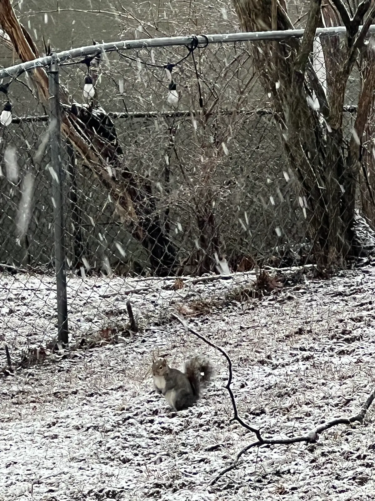 Tiny paws, big flakes, winter magic. Still Frame