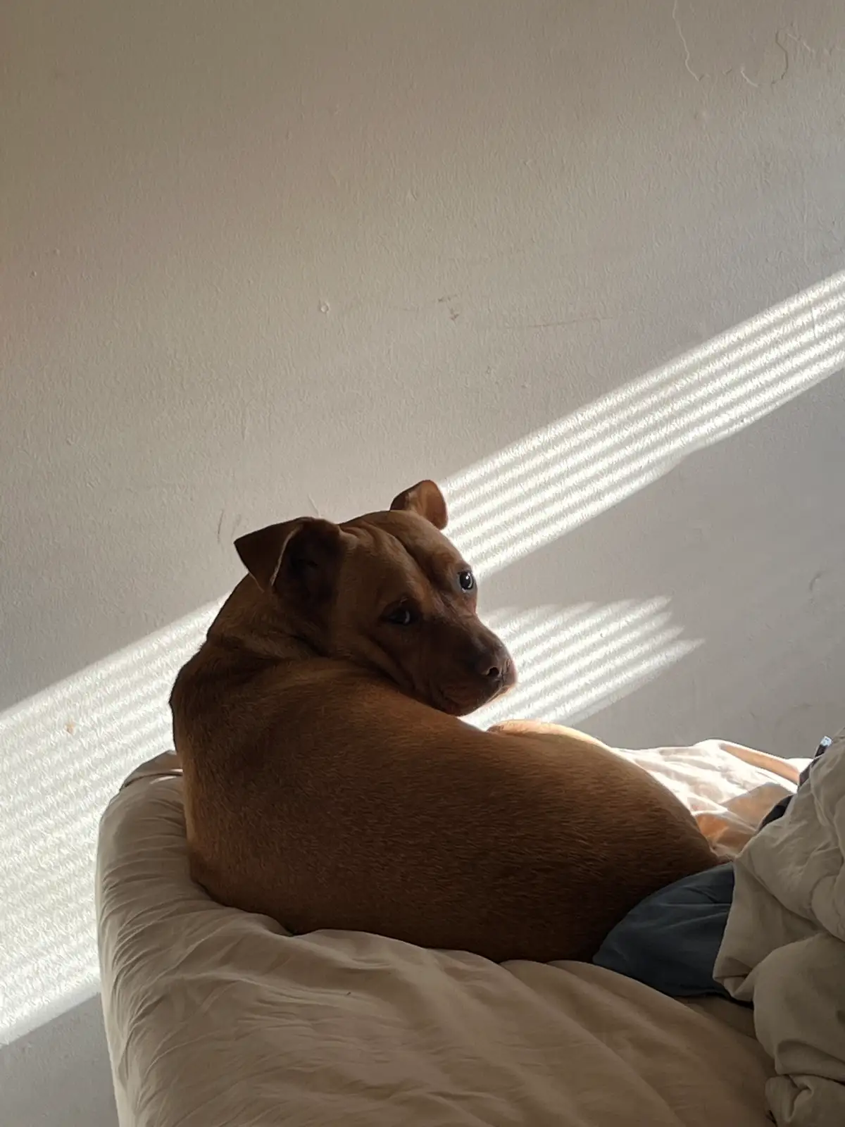 Cozy morning light and a curious pup. Still Frame
