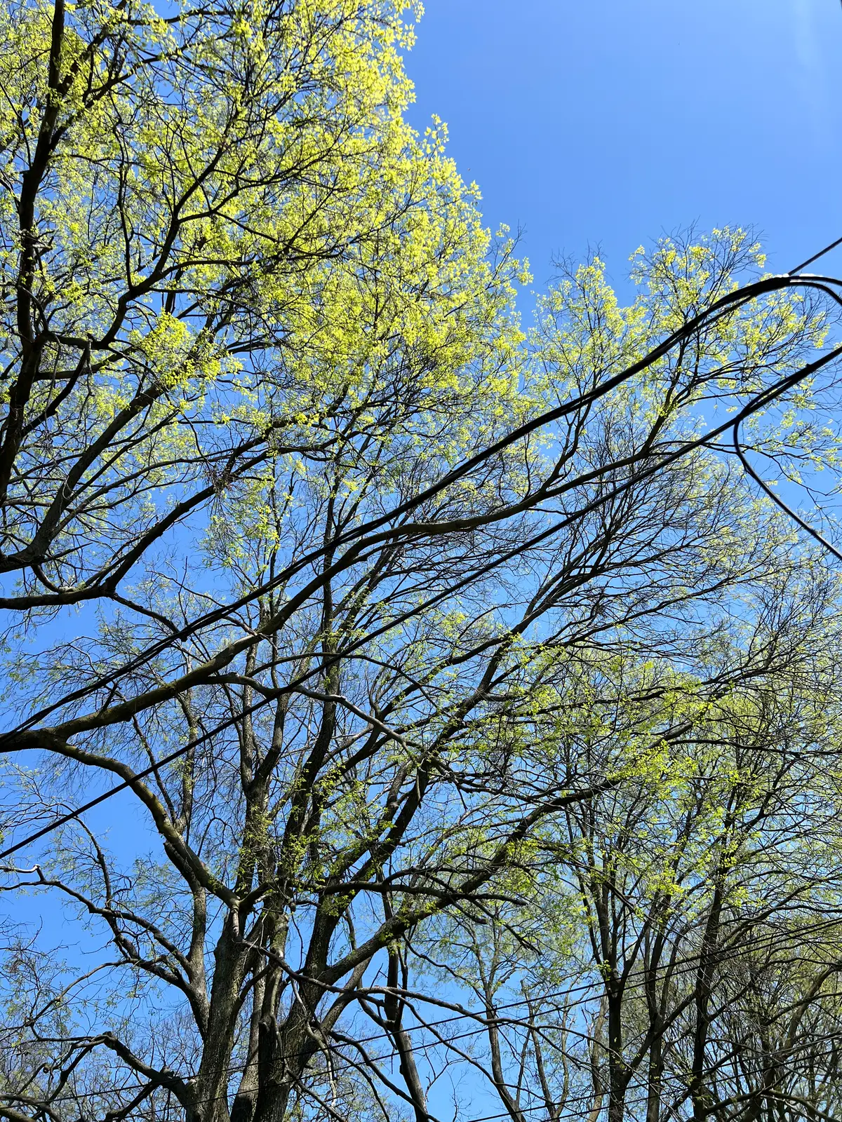 Vibrant new life reaches for the clear sky. Still Frame