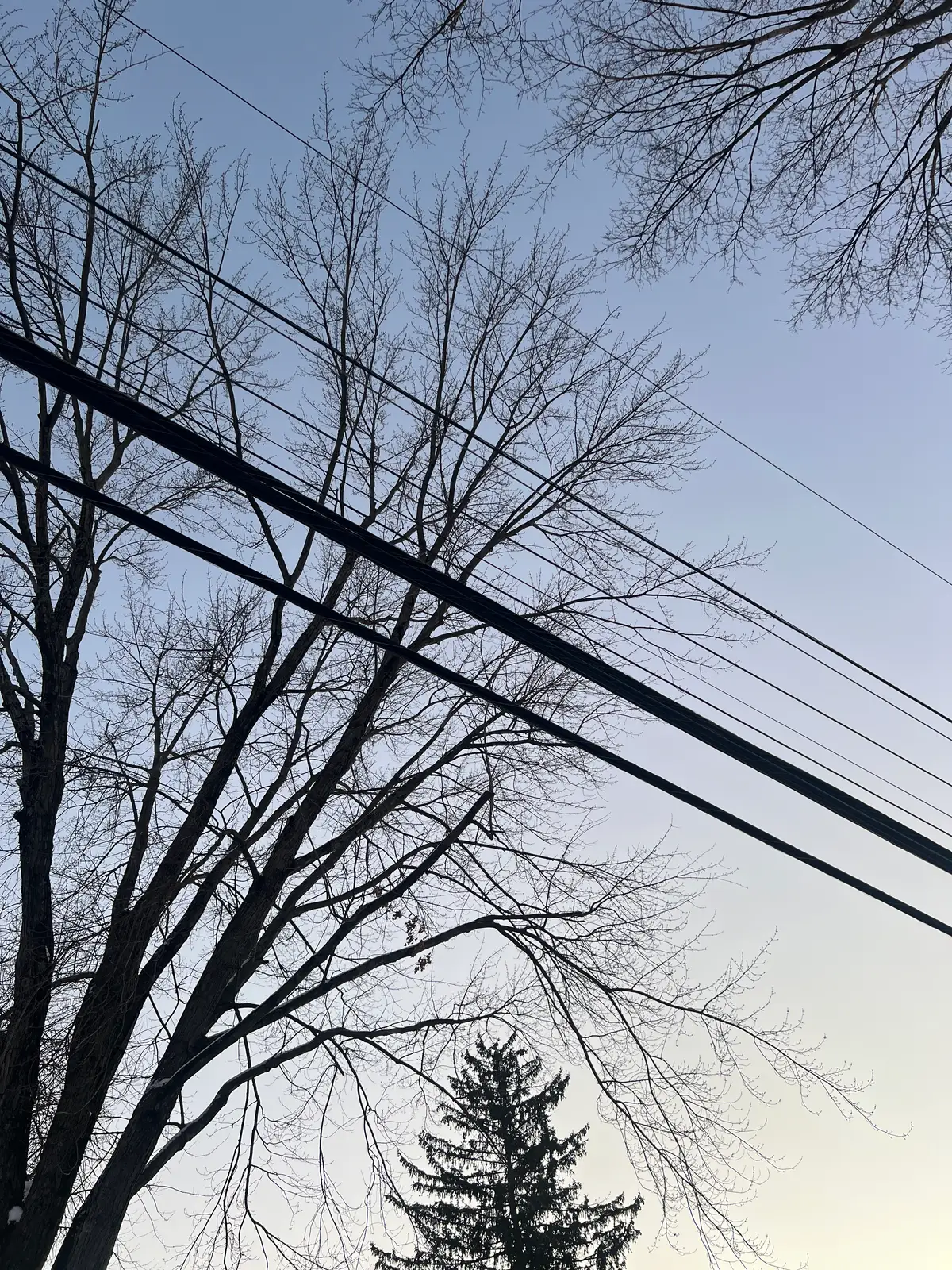 Bare branches reaching for the quiet, fading sky. Still Frame