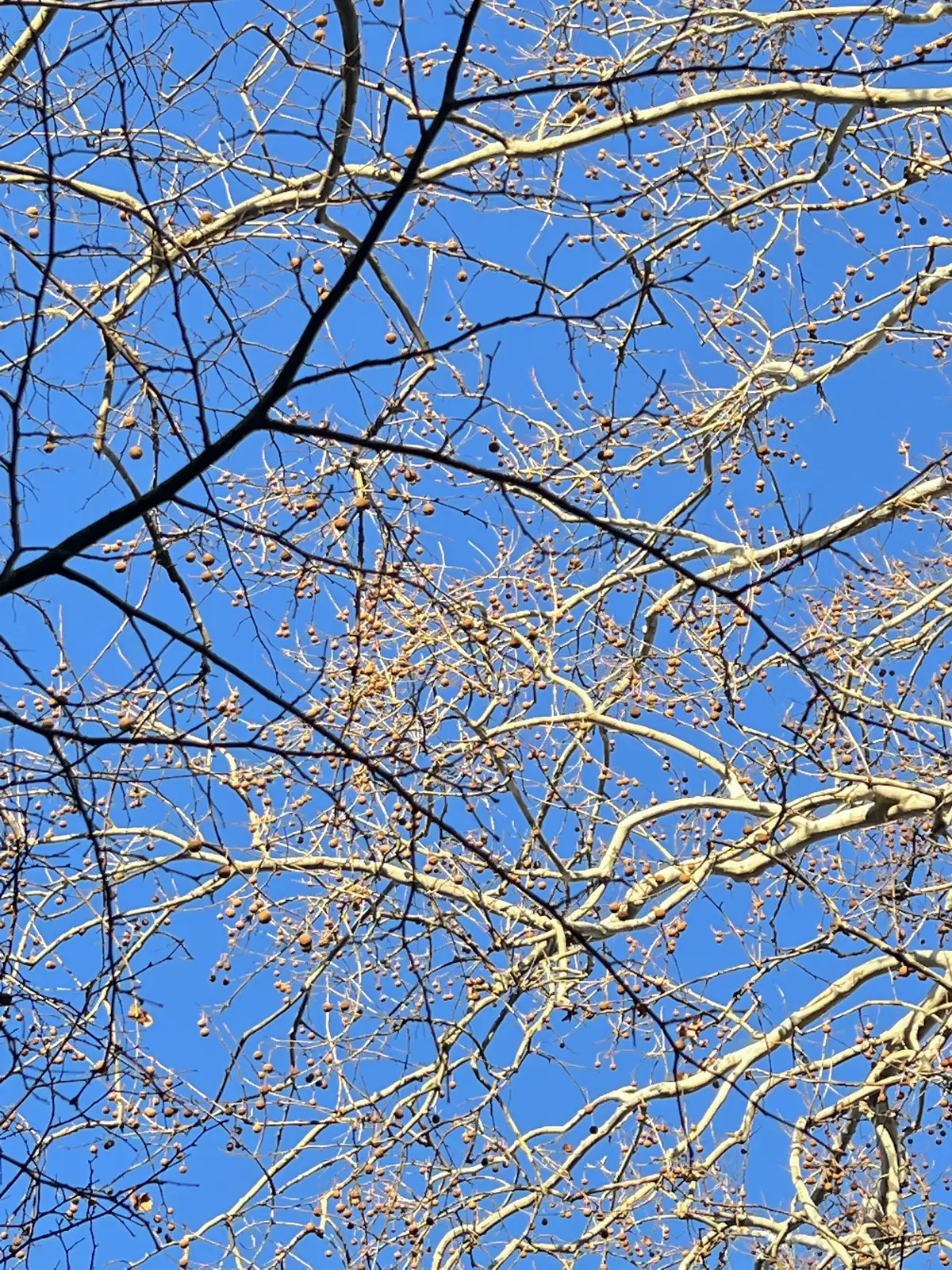 Intricate bare branches dance against the vibrant blue sky.