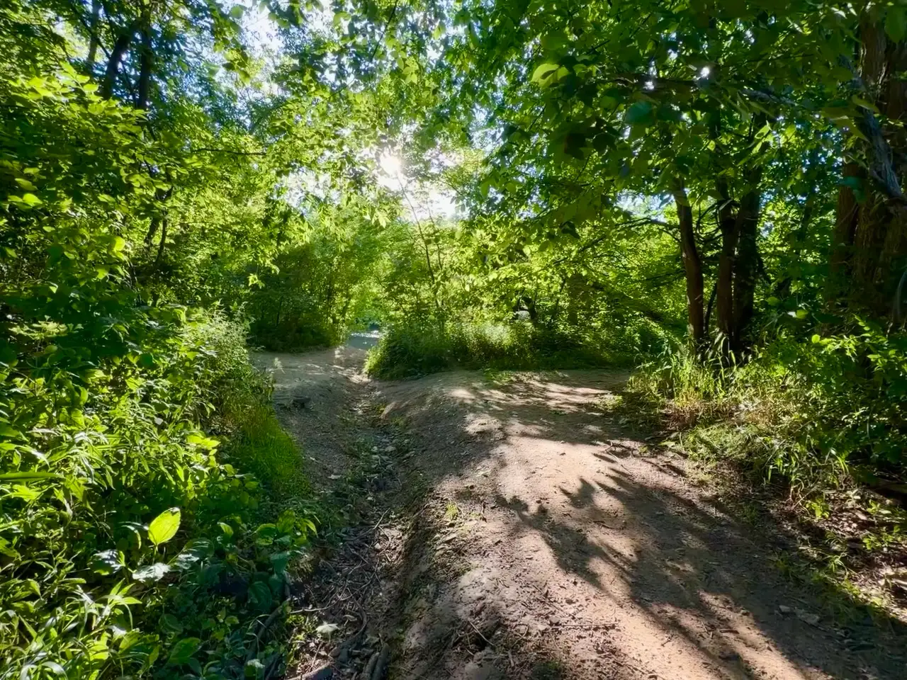 Forest path calling for adventure and sunlight. Still Frame