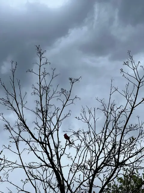 A pop of red on a gray day.