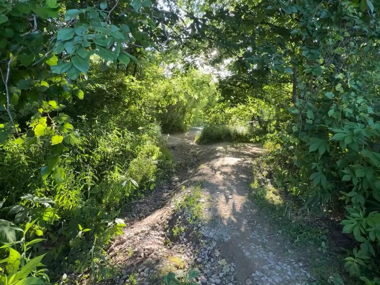 Which path will you choose through the sun-dappled woods? Still Frame