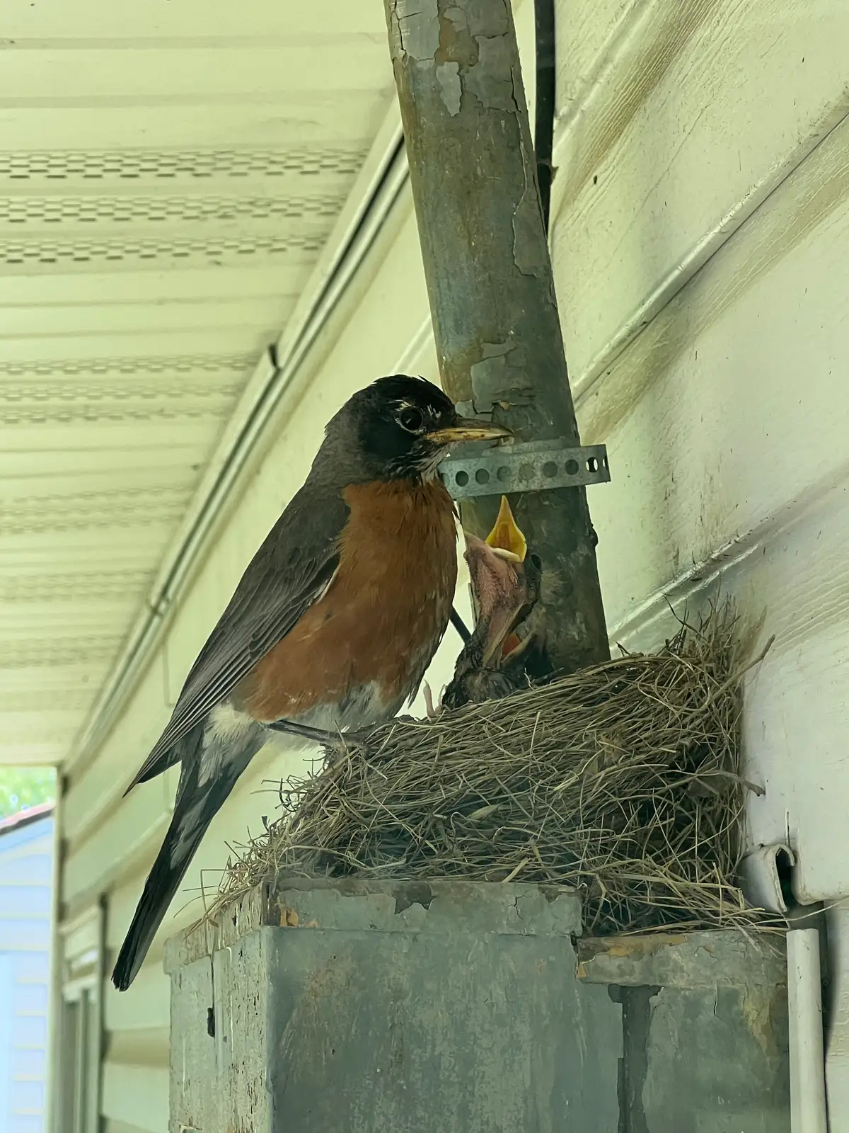 Feeding frenzy for these adorable robin chicks! Still Frame