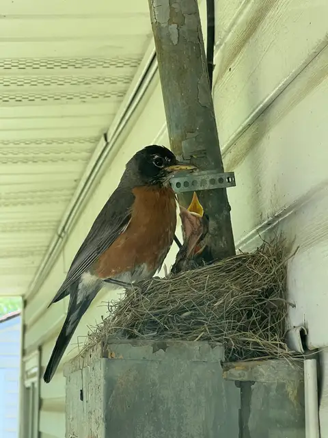 Feeding frenzy for these adorable robin chicks!