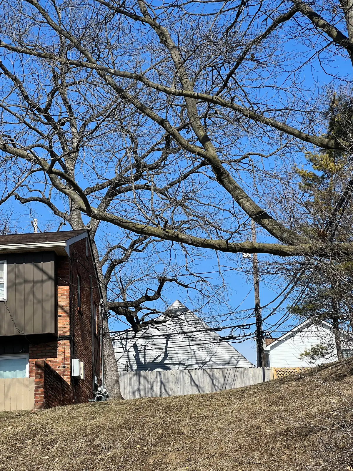 Bare branches reach for the clear blue sky above a quiet neighborhood. Still Frame