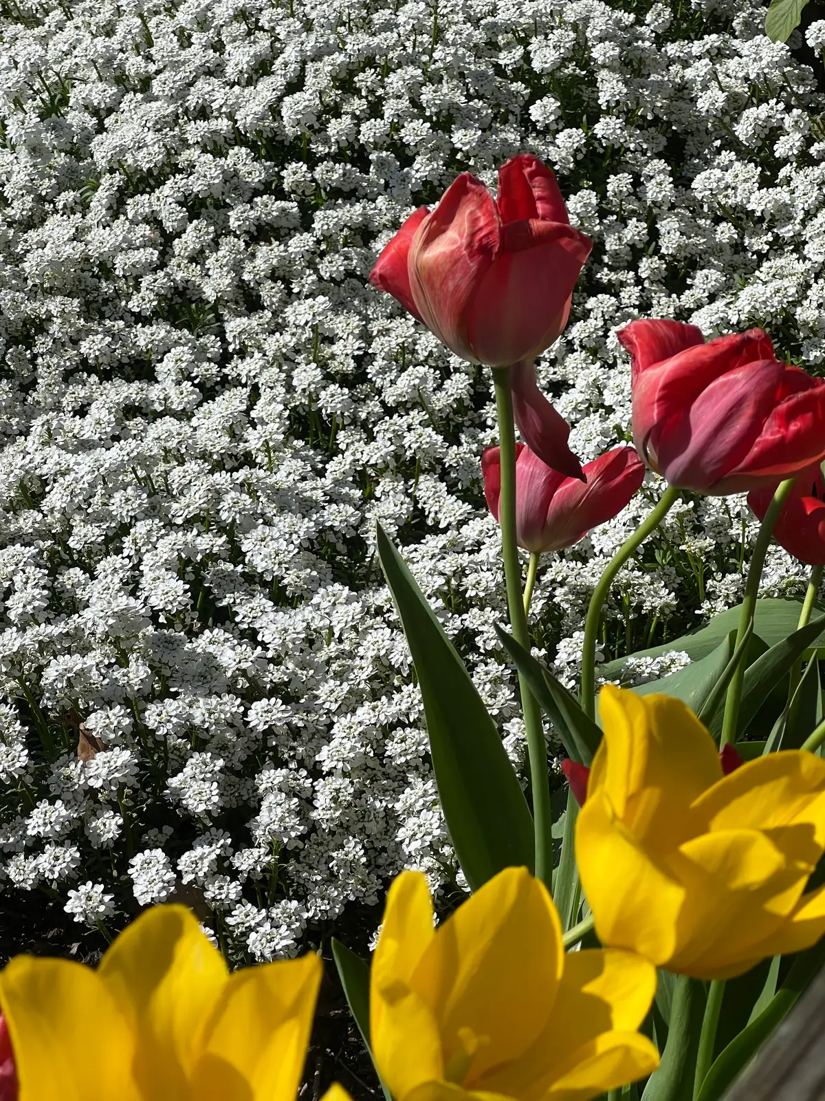 Spring's vibrant embrace. Still Frame