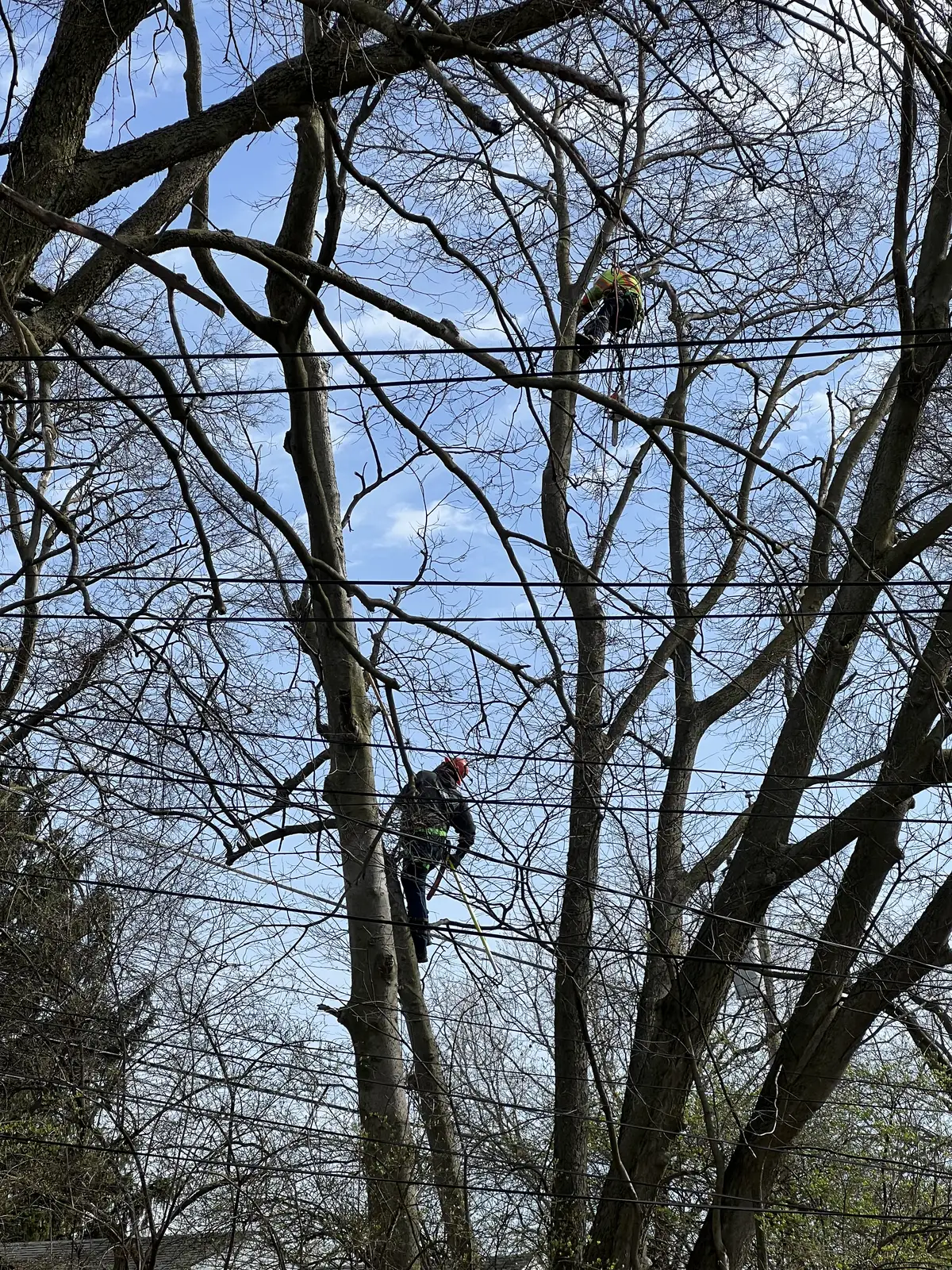 Gravity-defying tree work in action! Still Frame