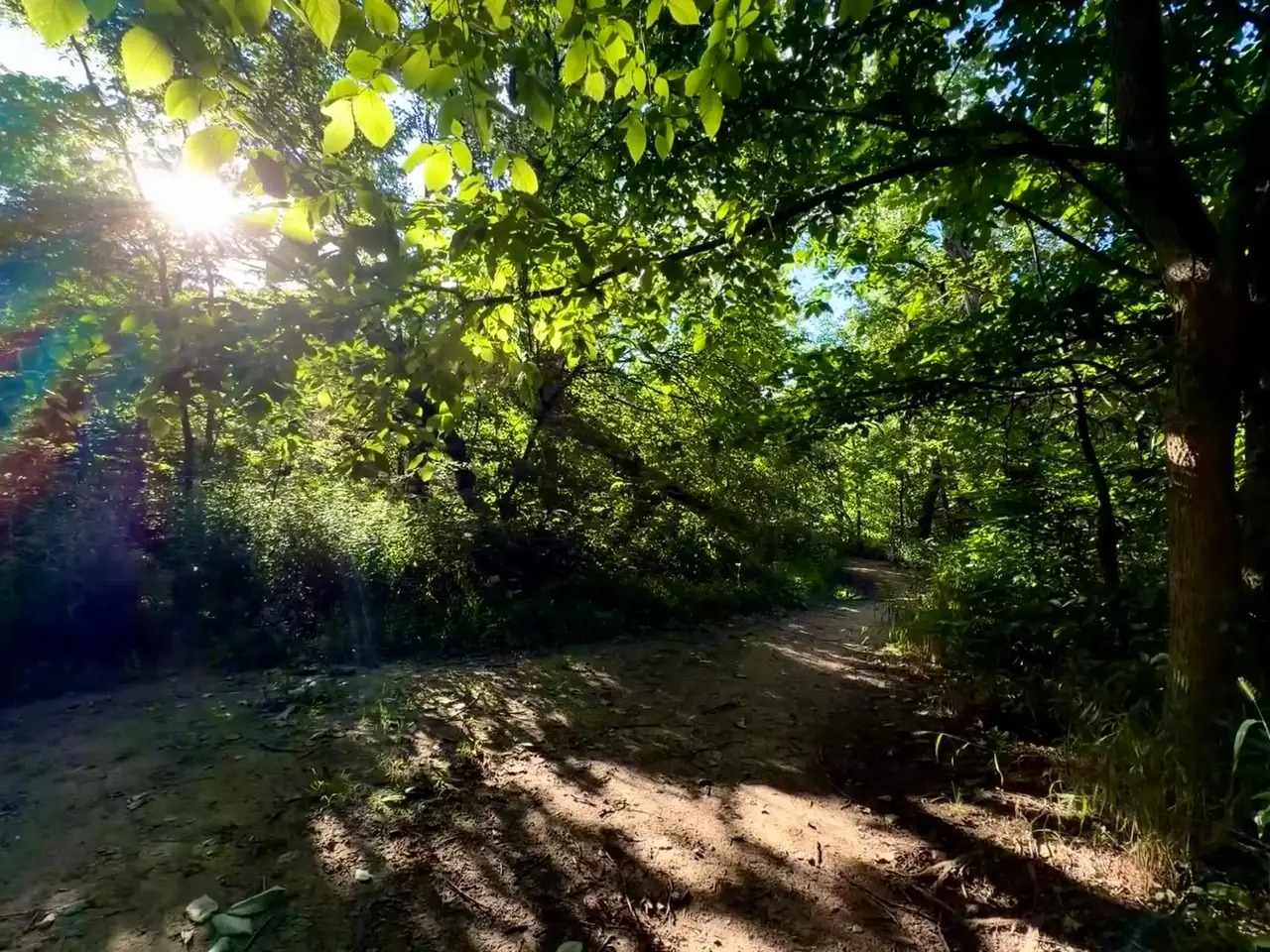 Sunshine and shadows paint a peaceful trail through the lush forest. Still Frame