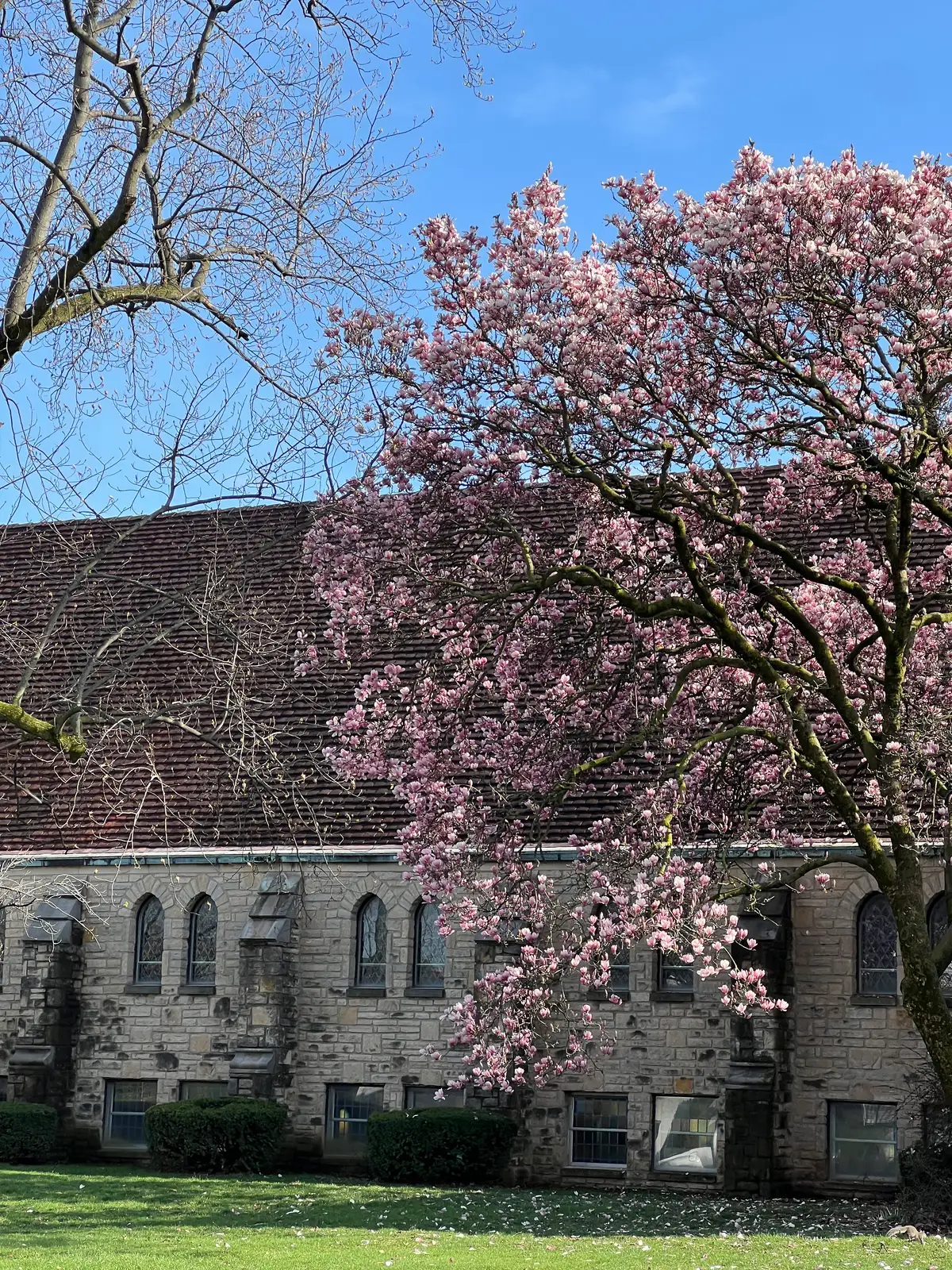 A pop of pink brings old stone to life. Still Frame