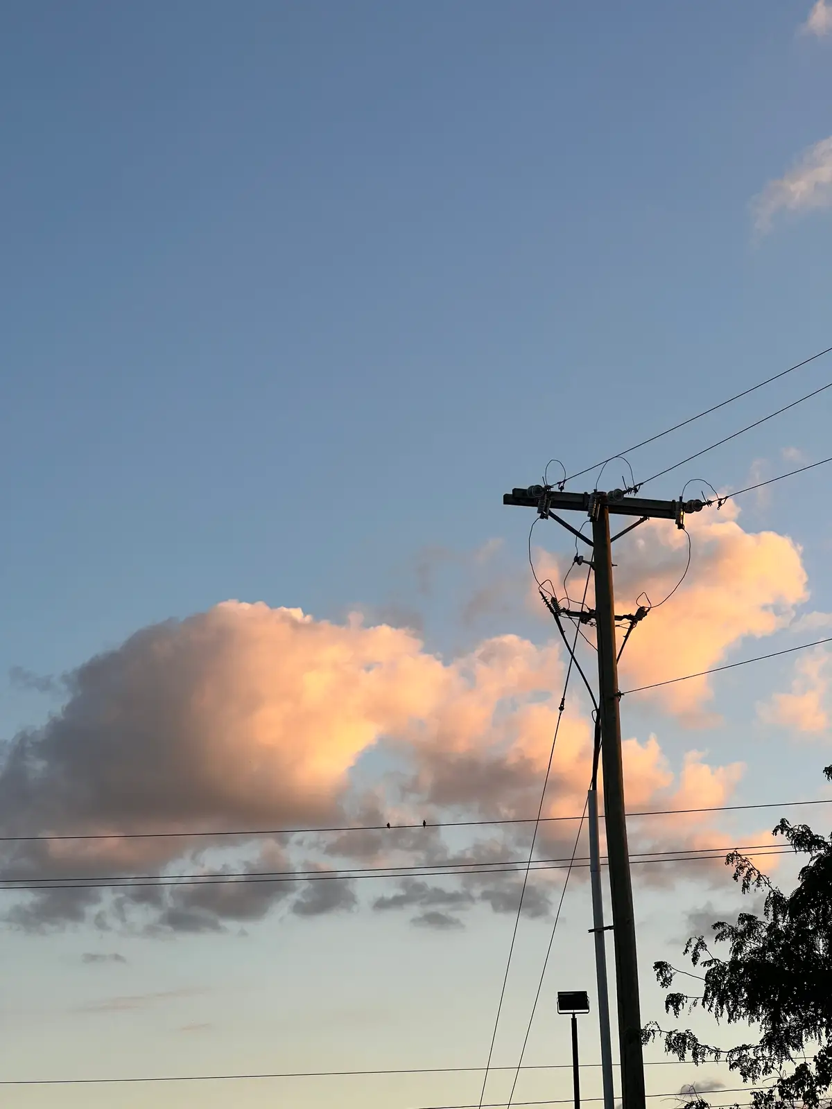 Twin birds. Intersecting lines. Still Frame