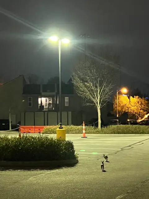 Stillness reigns under the streetlamp's nocturnal gaze.