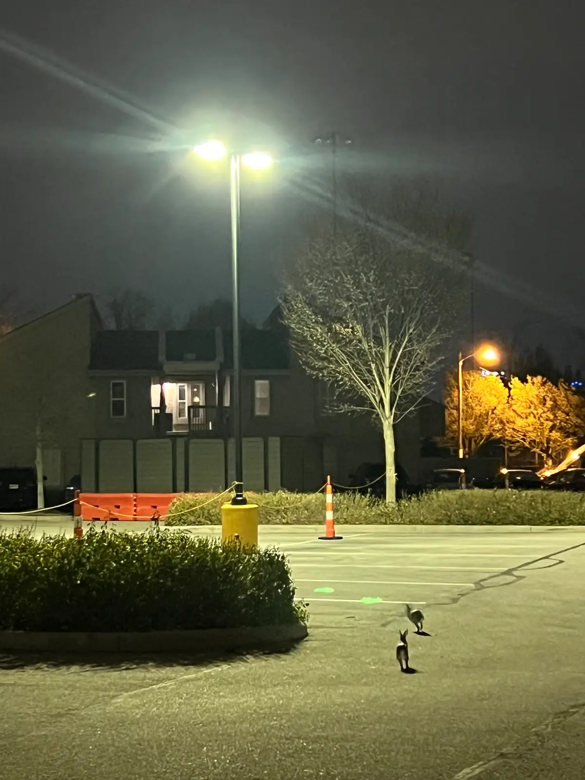 Stillness reigns under the streetlamp's nocturnal gaze. Still Frame