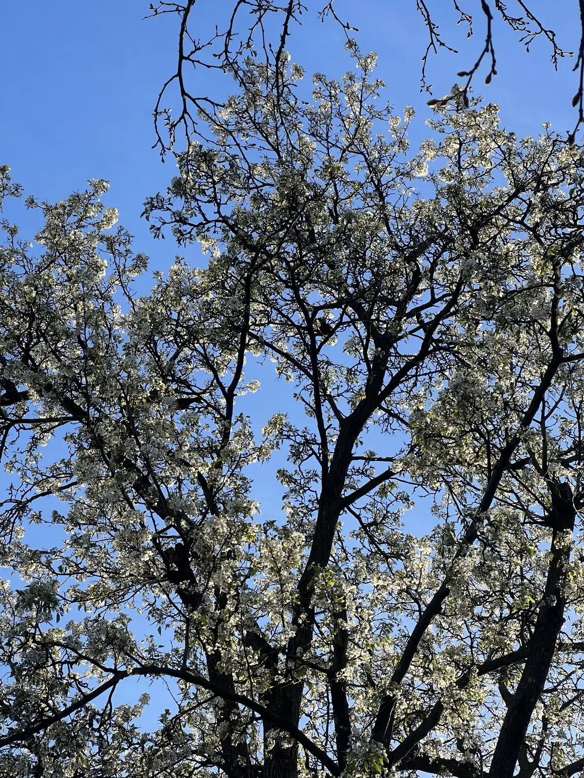 Spring's delicate beauty in full bloom. Still Frame