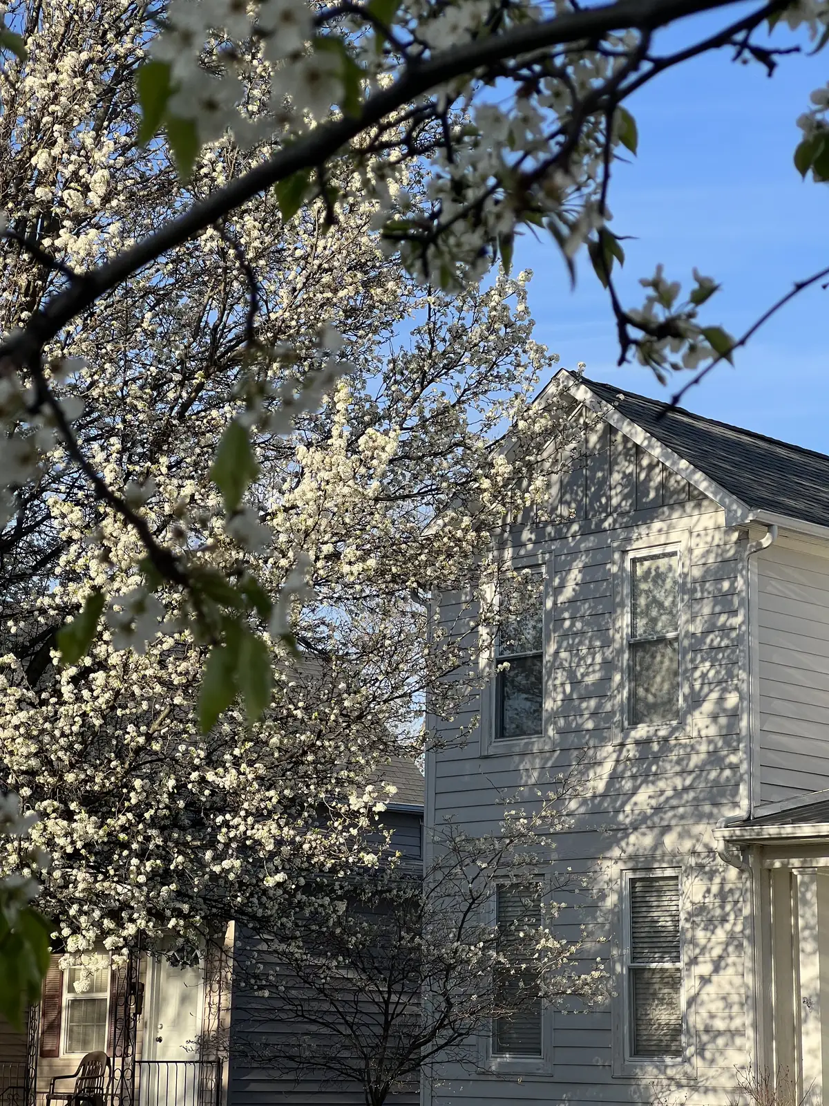 Spring's delicate bloom frames a sun-kissed home. Still Frame