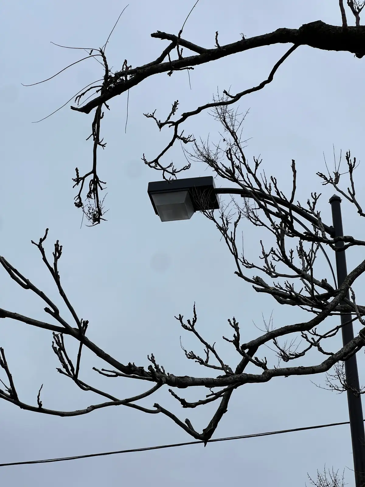 Stark branches frame a street light against the grey. Still Frame