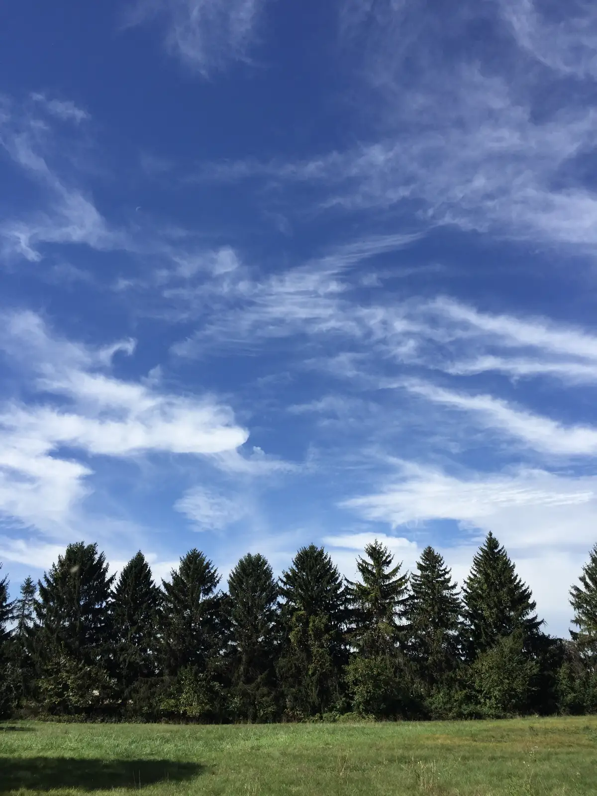 Painterly Clouds Over a Line of Evergreens