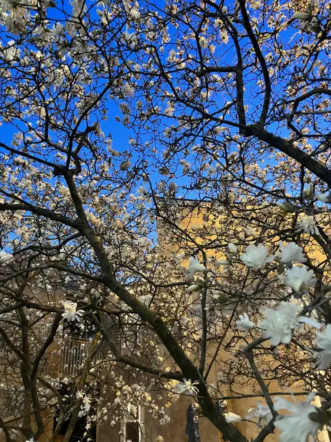 Blooming beauty against a vibrant sky.