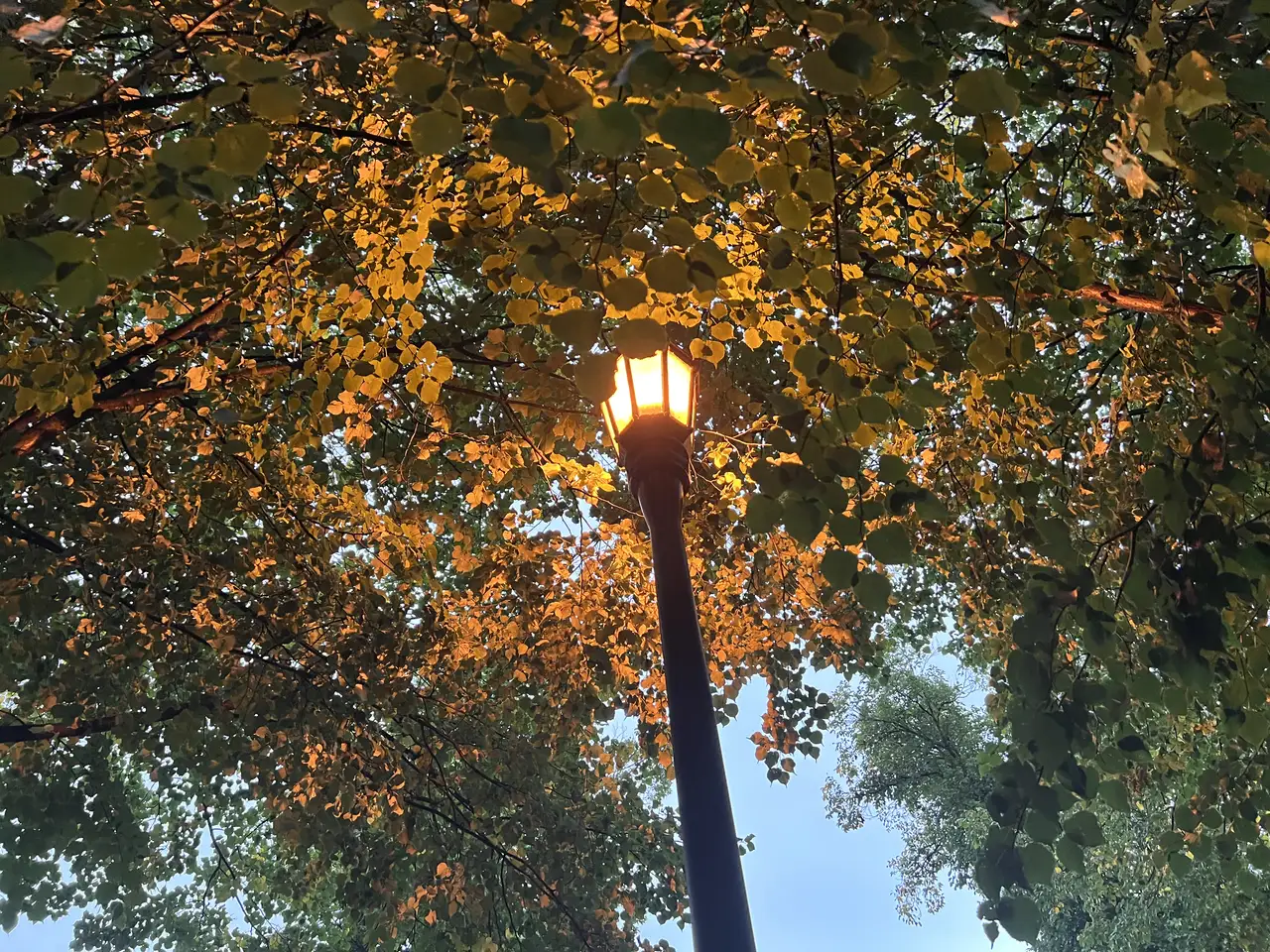 Streetlight magic under a golden canopy of leaves.