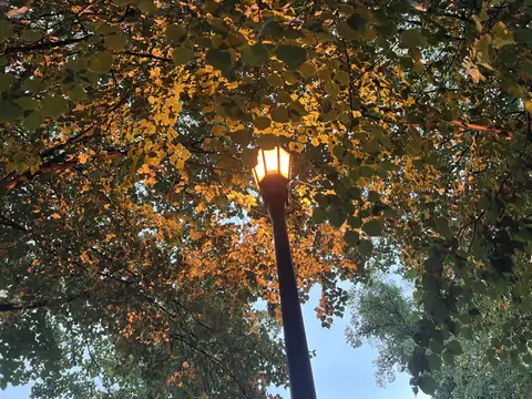 Streetlight magic under a golden canopy of leaves.