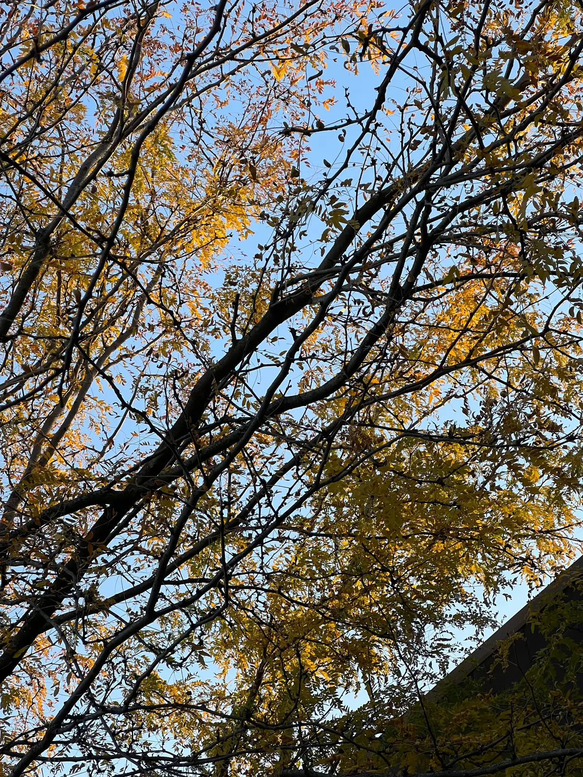 Autumn's golden embrace against a clear sky. Still Frame