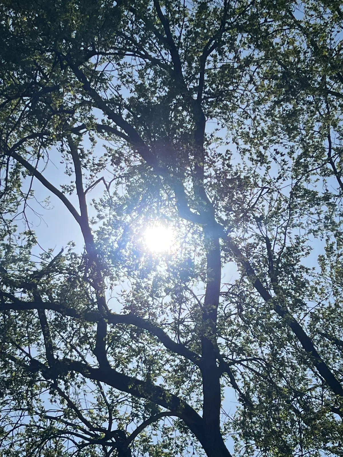 Pure sunshine filtering through the treetops. Still Frame