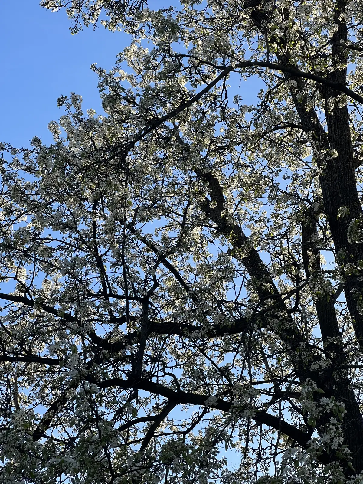 Spring's first kiss in full bloom. - Columbus, Ohio Still Frame