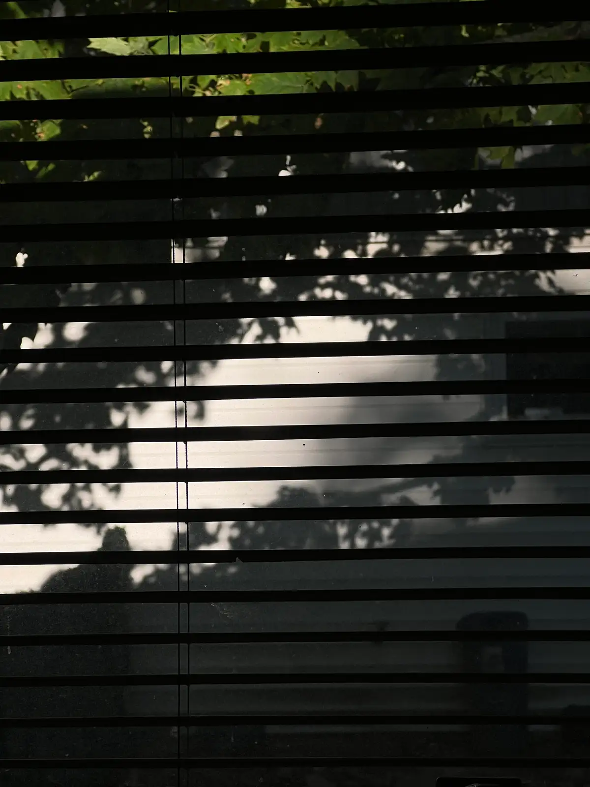 Sun-dappled shadows dance through the blinds. Still Frame