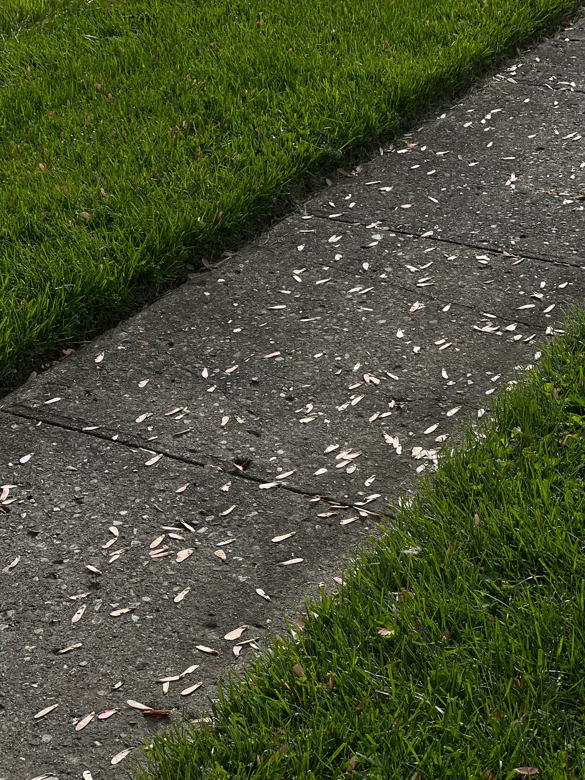 Nature's confetti decorates a quiet path. Still Frame