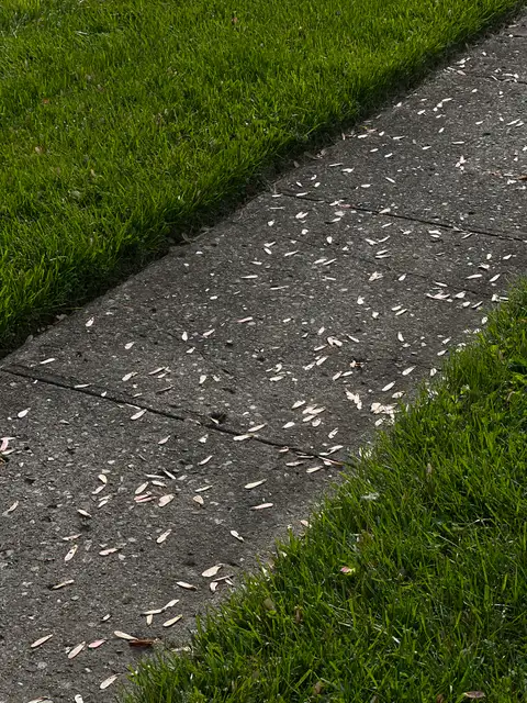Nature's confetti decorates a quiet path.