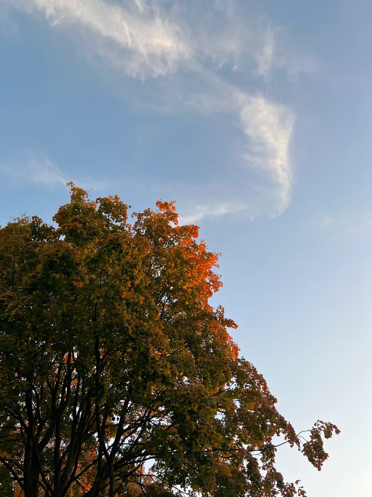 Golden hour glow kissing the autumn leaves. Still Frame