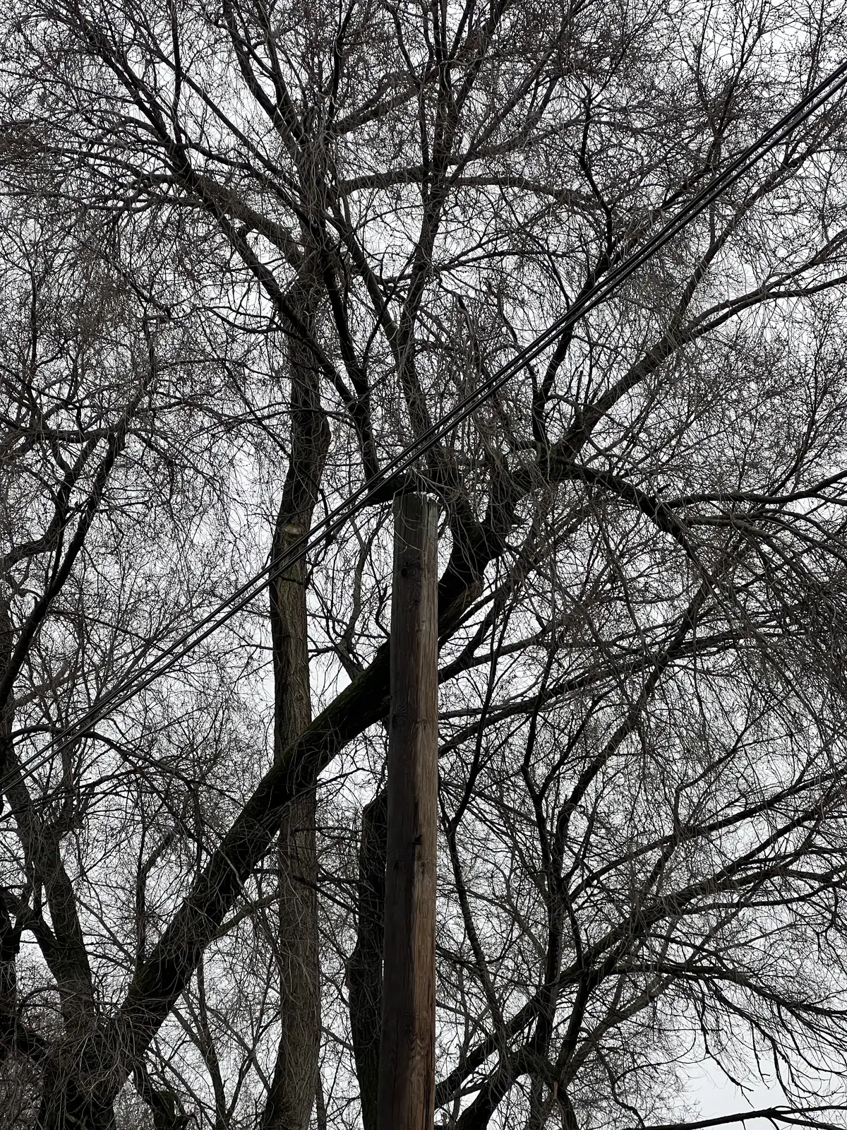 Bare branches and power lines etch patterns against a muted sky. Still Frame