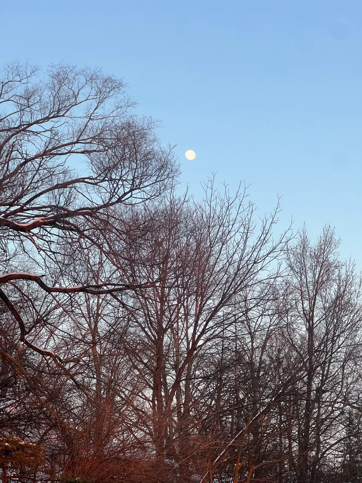 Moonlit magic through winter branches. Still Frame