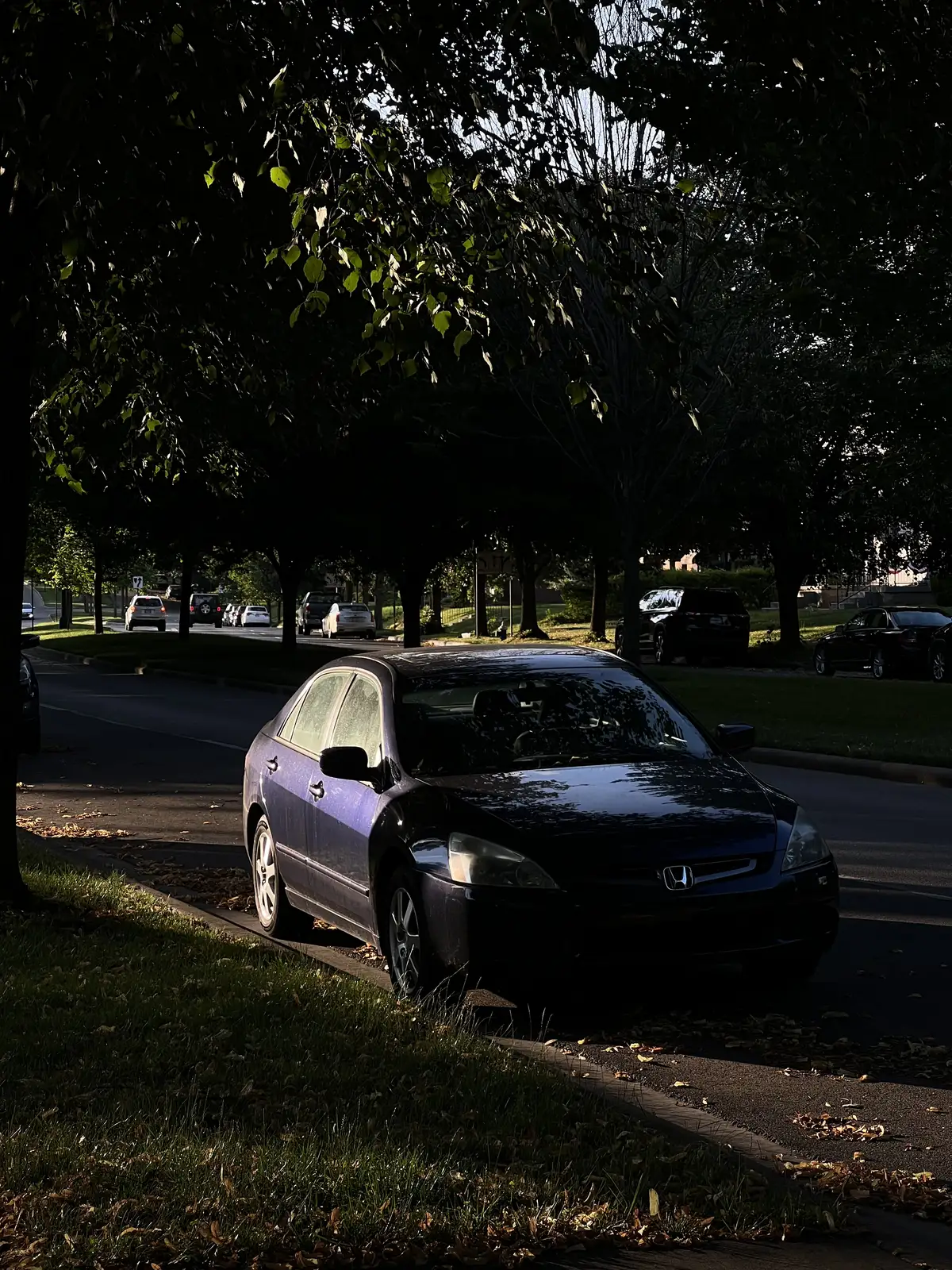 Sunlight and shadows dance on a peaceful street. Still Frame