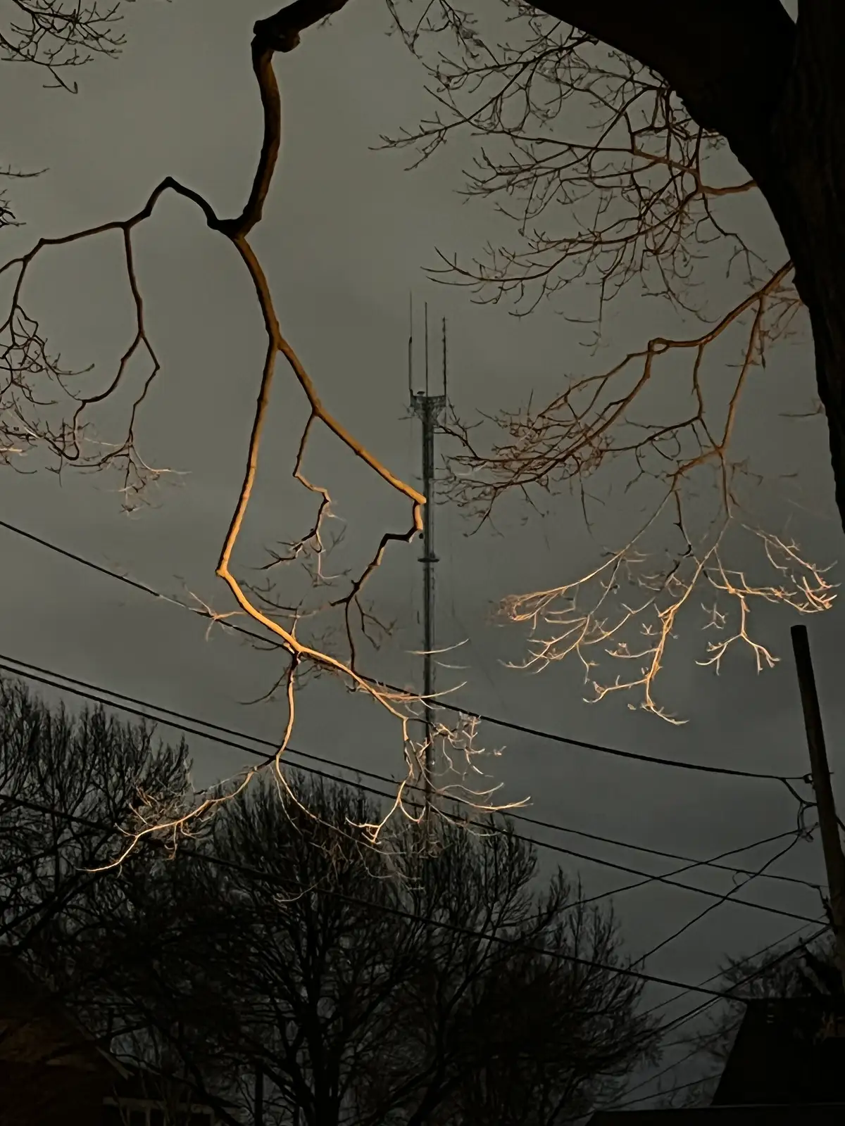 The city's glow warms skeletal branches at dusk. Still Frame