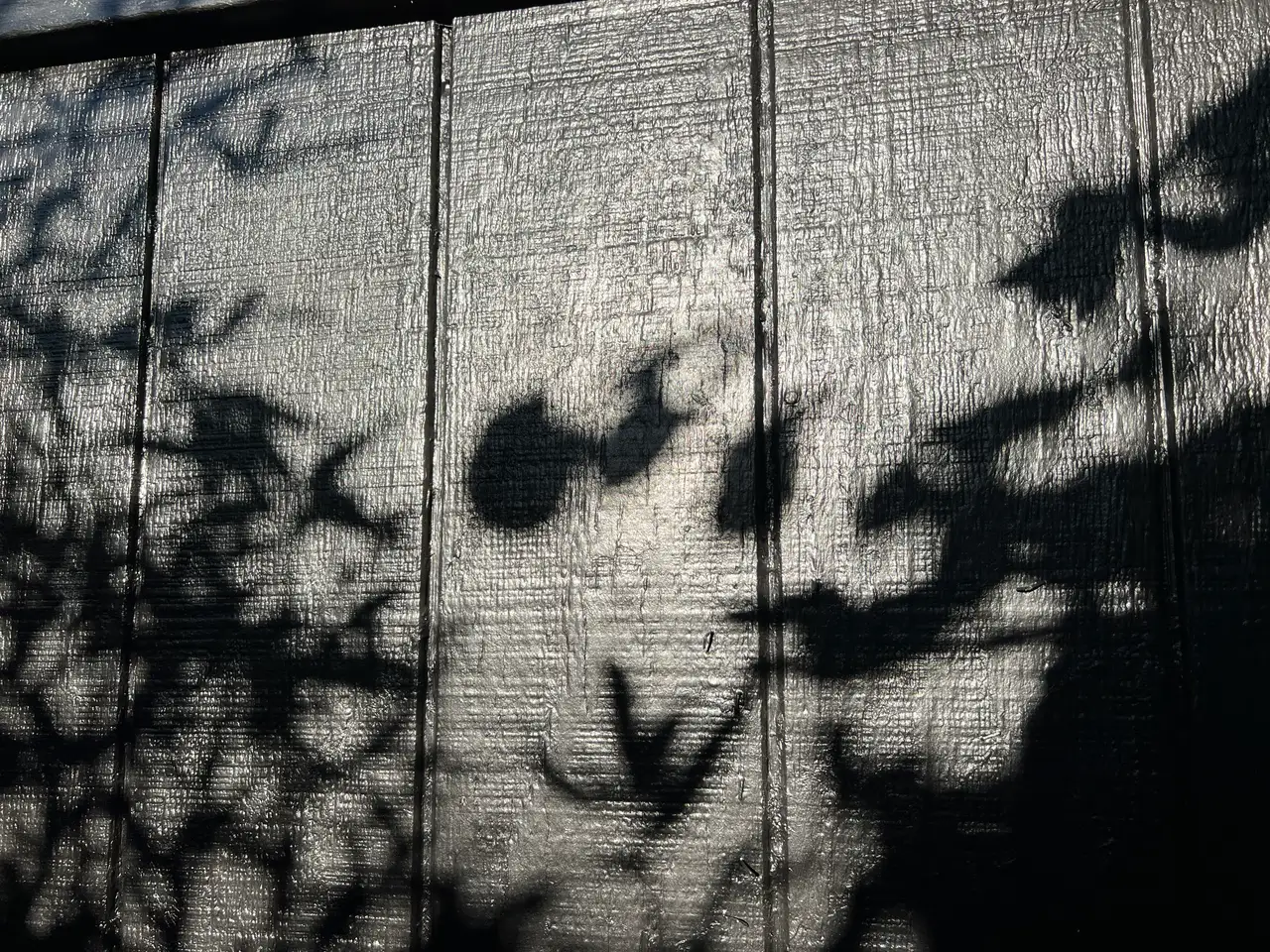 Sun-dappled shadows dance across a textured surface. Still Frame