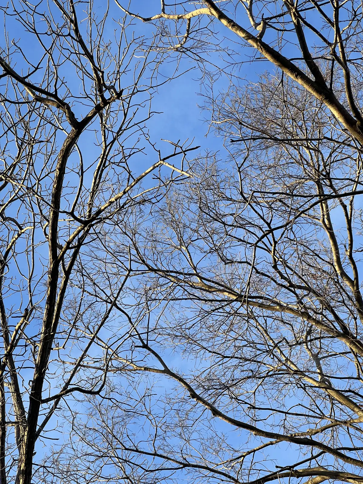 Bare branches paint against a vibrant winter sky. Still Frame