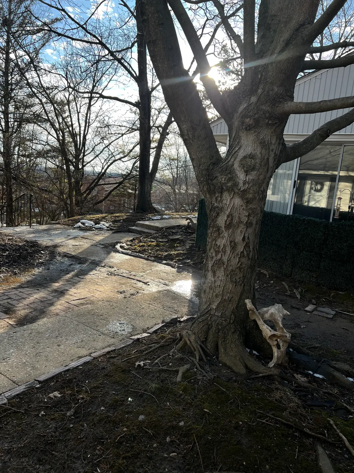 Winter sun breaks through, warming the path and textured bark. Still Frame