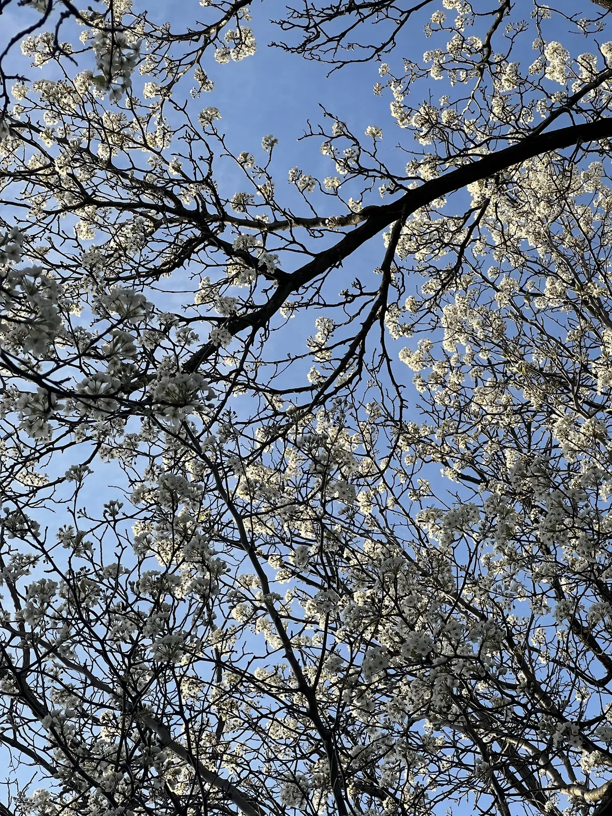 Spring's vibrant promise against a clear blue. Still Frame