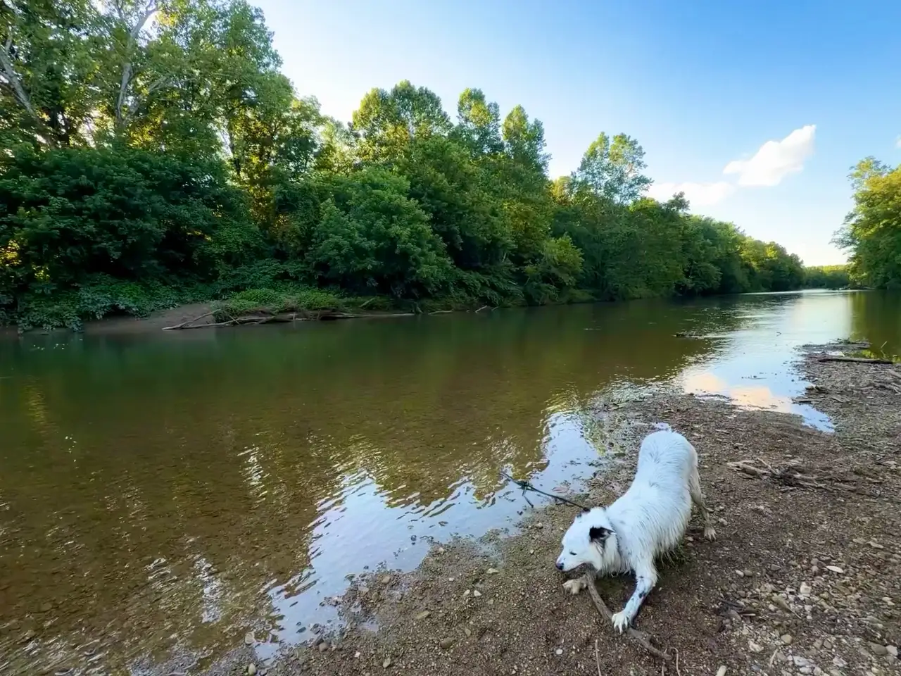 Wet dog, happy dog, river day! Still Frame