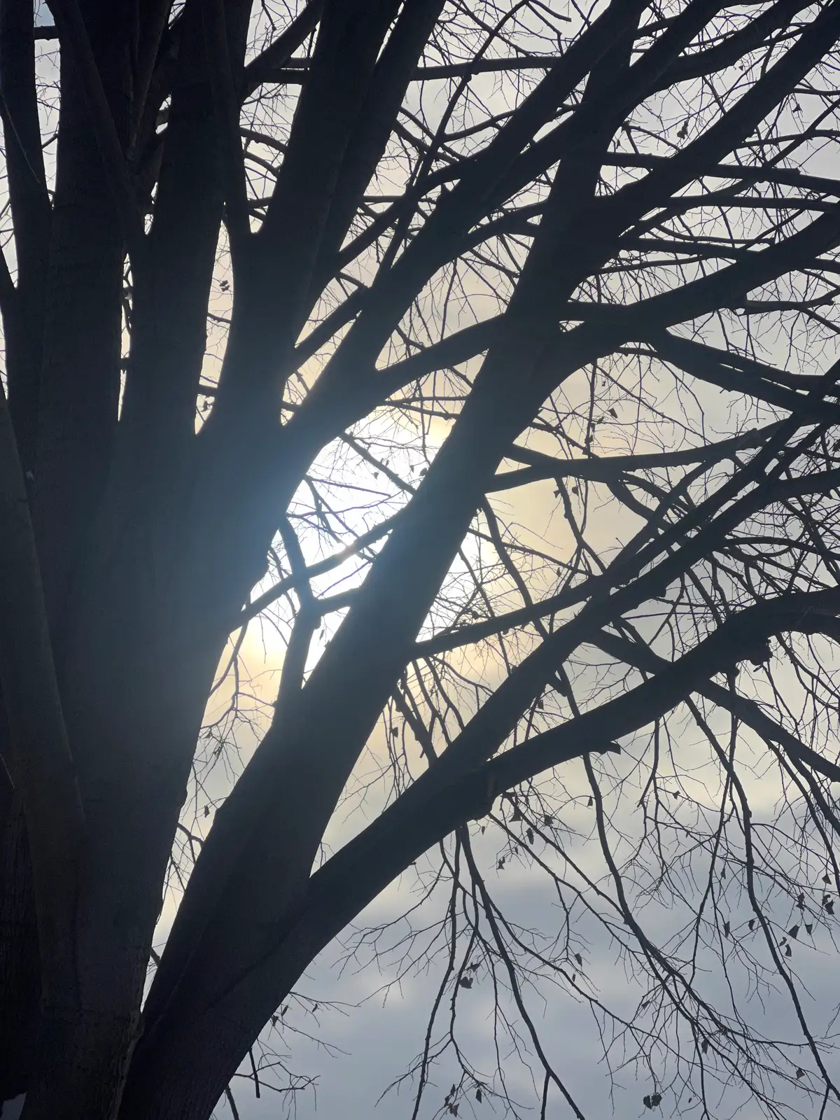 Silhouetted branches greet the soft, winter sun. Still Frame