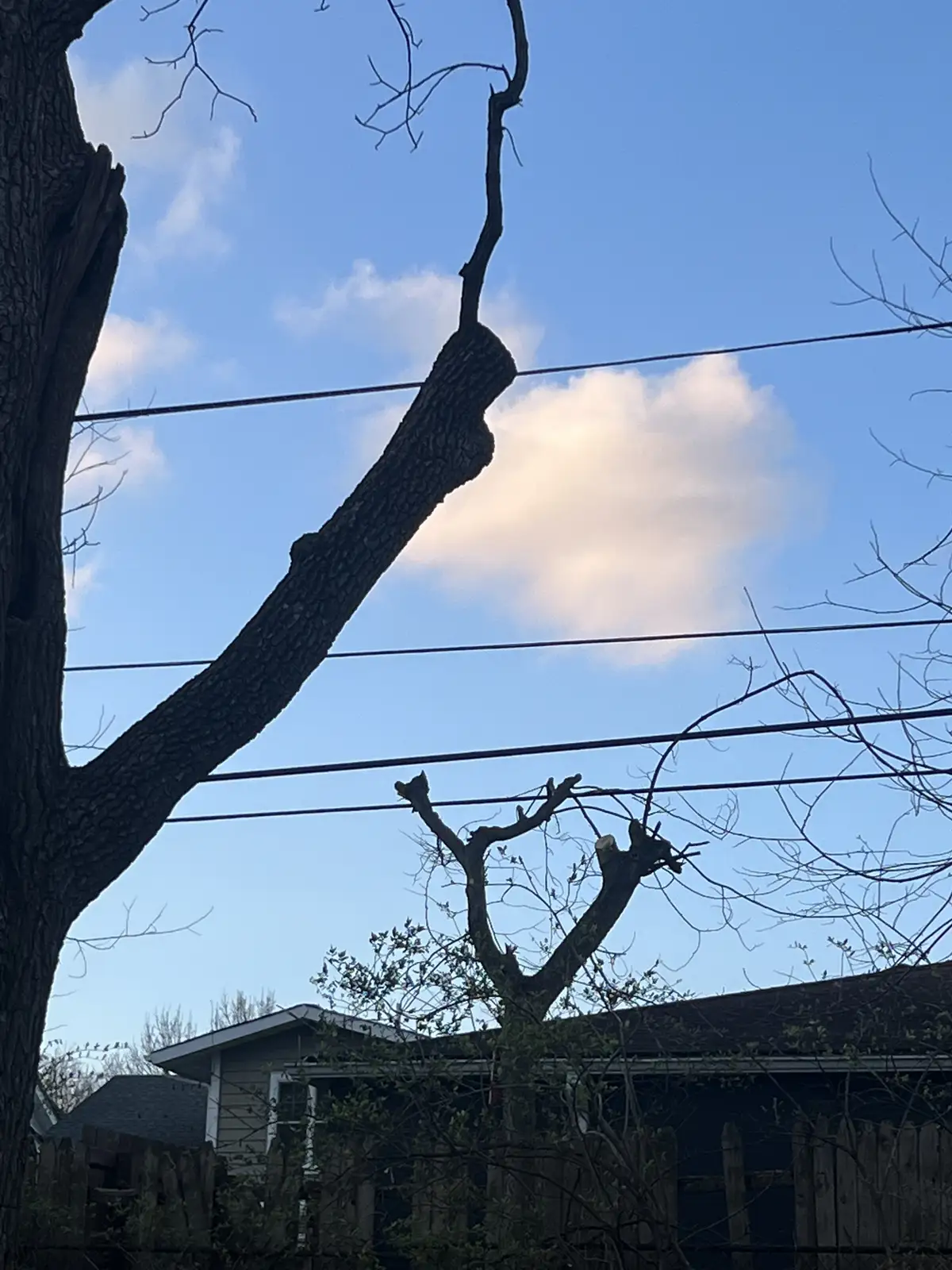 Sky, branches, and a quiet moment. Still Frame