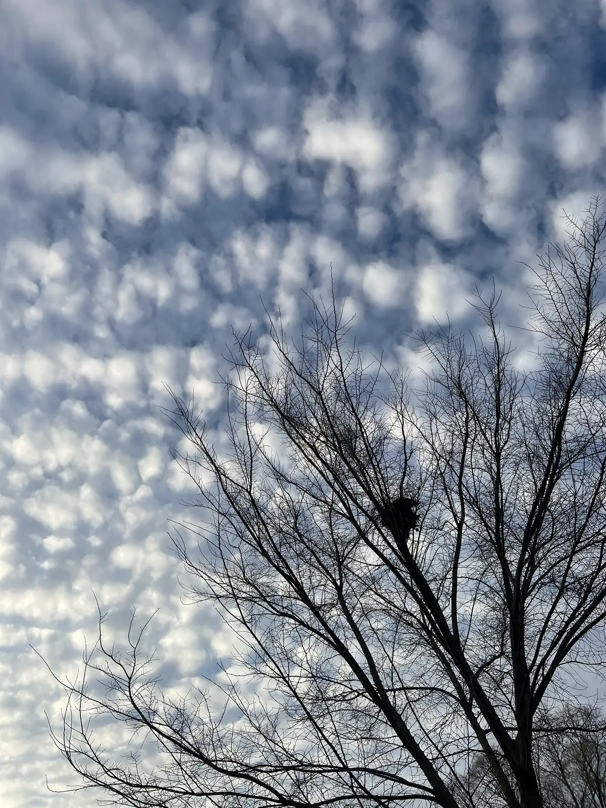 Intricate cloud patterns frame a cozy nest. Still Frame