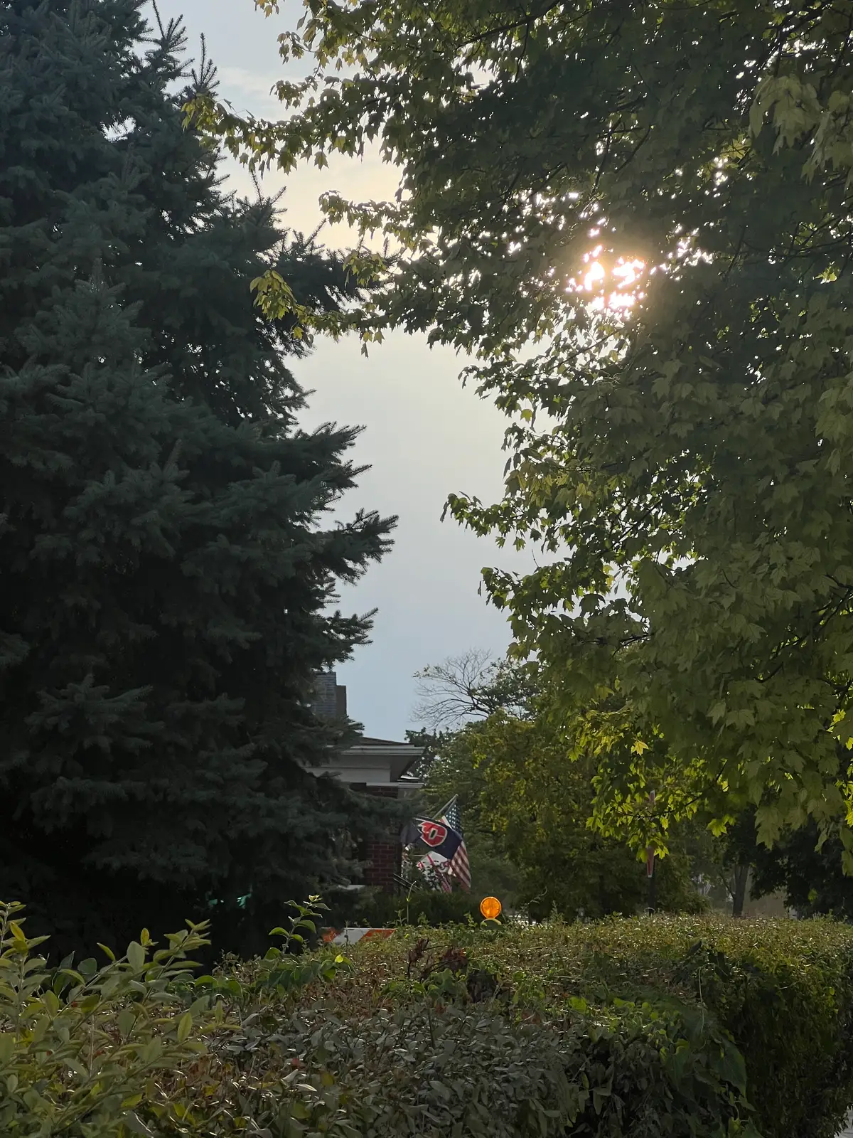 Golden light filtering through lush green leaves. Still Frame