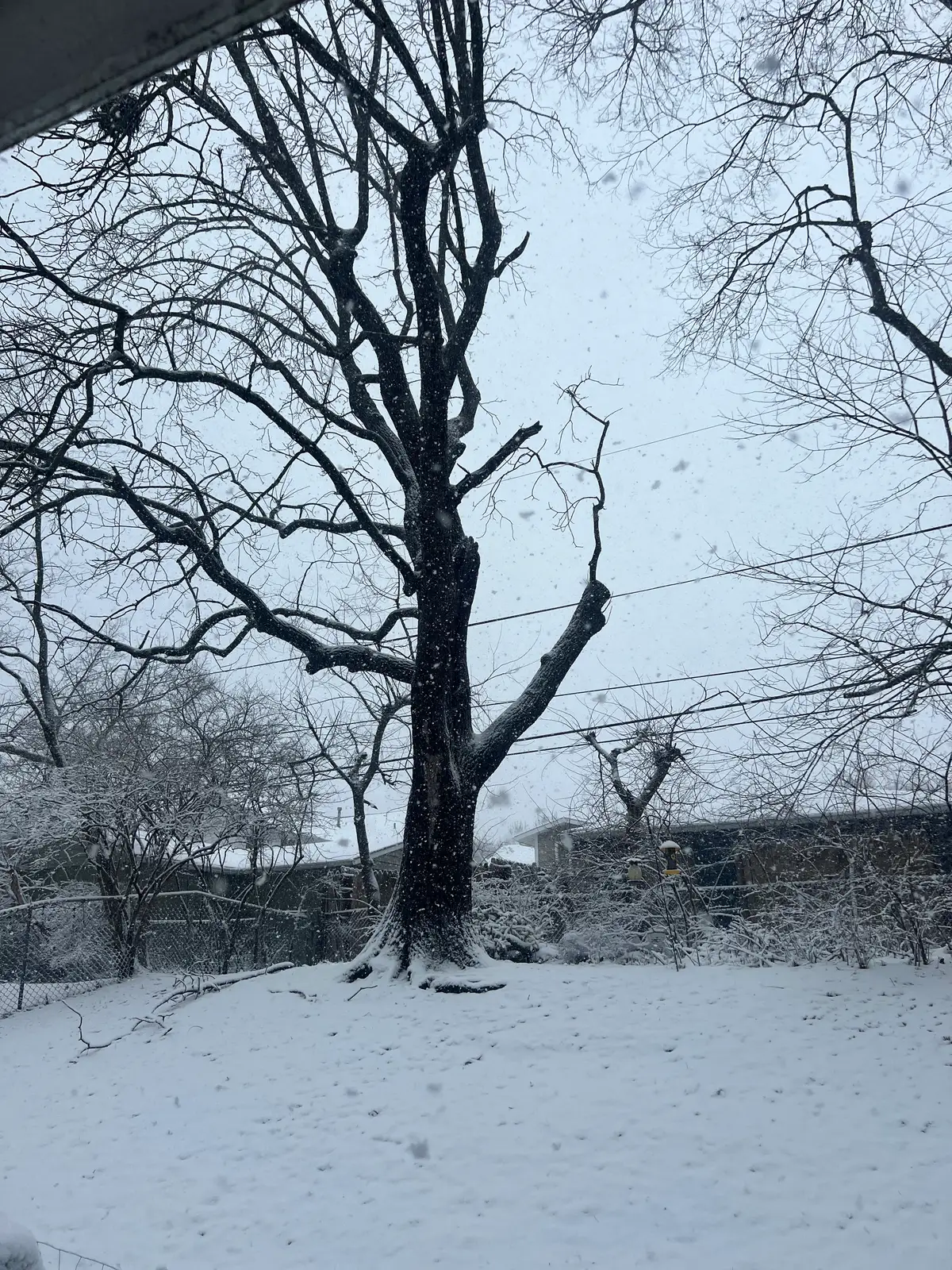 Snowflakes dance around a stoic winter tree. Still Frame