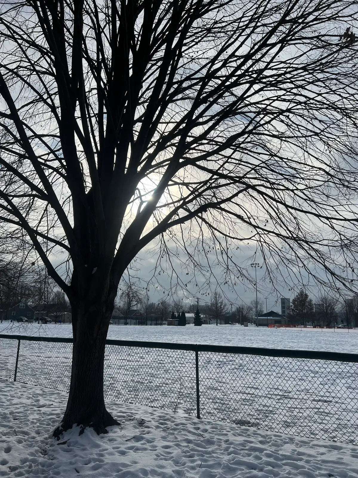 Embracing winter's serene beauty. Still Frame