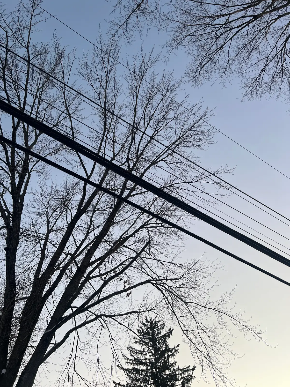 Serene skies and stark branches. Still Frame