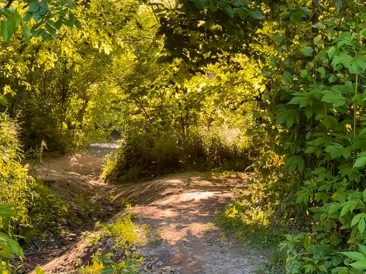 Escape into the tranquil embrace of a sunlit forest trail. Still Frame